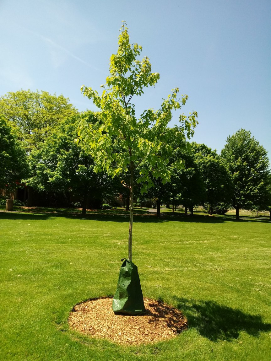Memorial Tree